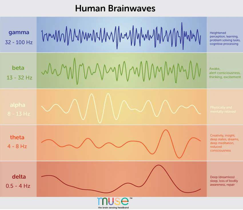 Human Brainwaves